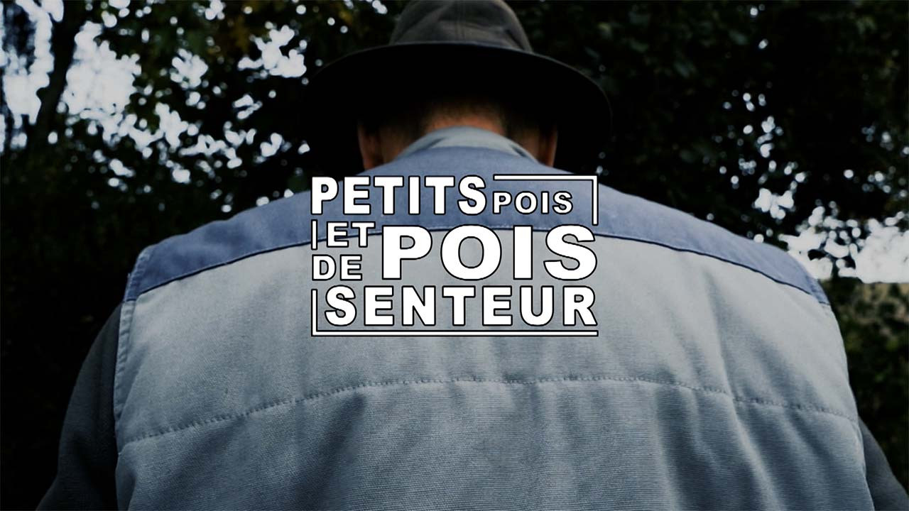 Petits pois et pois de senteur - 19/06/2024