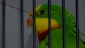 16 000 € d’amende pour un tendeur invétéré