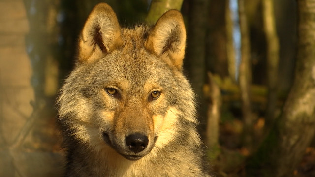 Un loup retrouvé mort en bordure de route à Eupen