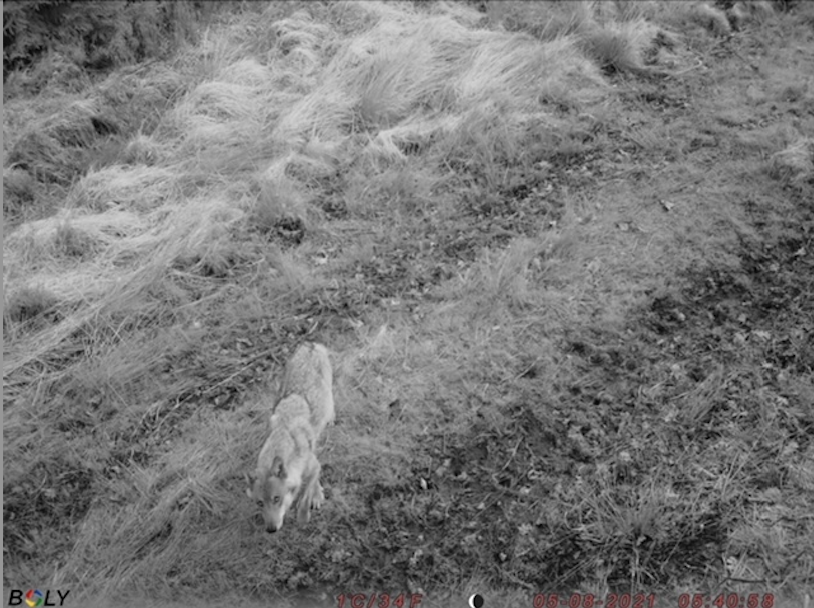 Mort de la louve Maxima!