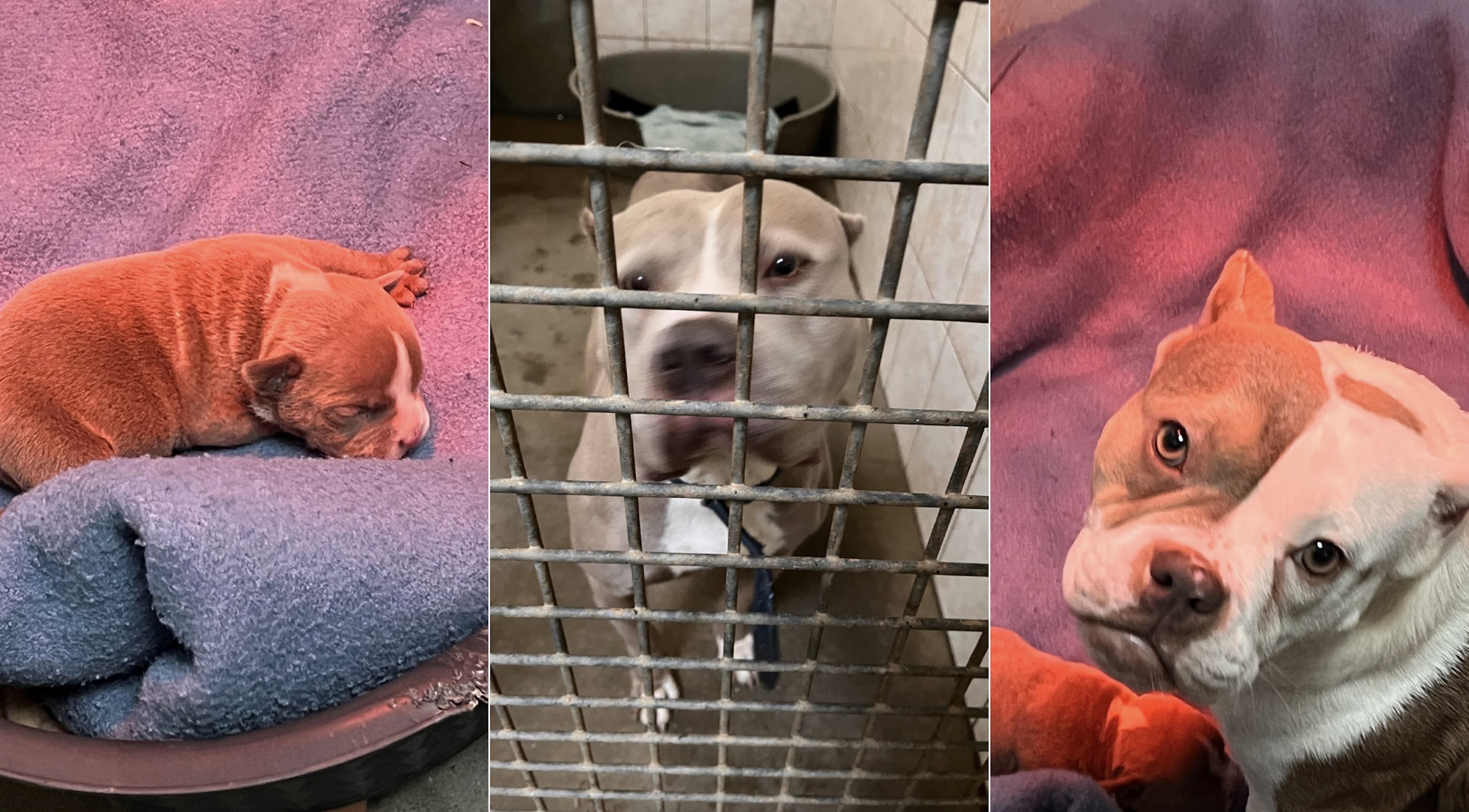 Malmedy : 34 chiens saisis dans un élevage illégal !