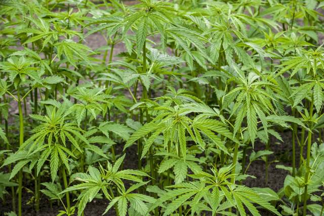 Il cultivait du cannabis en solo : 40 mois de prison et 76.000 euros confisqués !