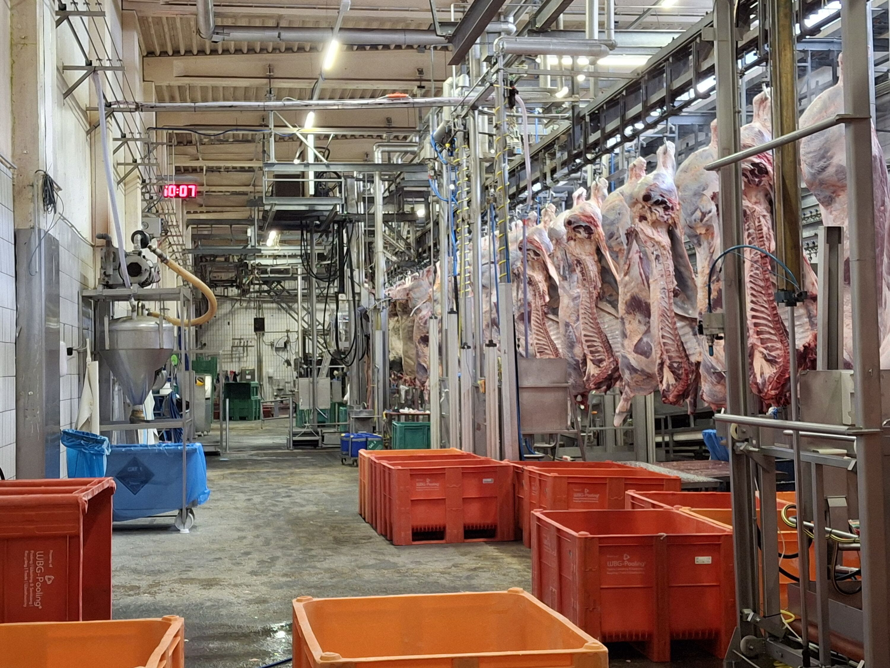 Vaste opération policière dans le secteur de l'abattage d'animaux à Saint-Vith et Liège