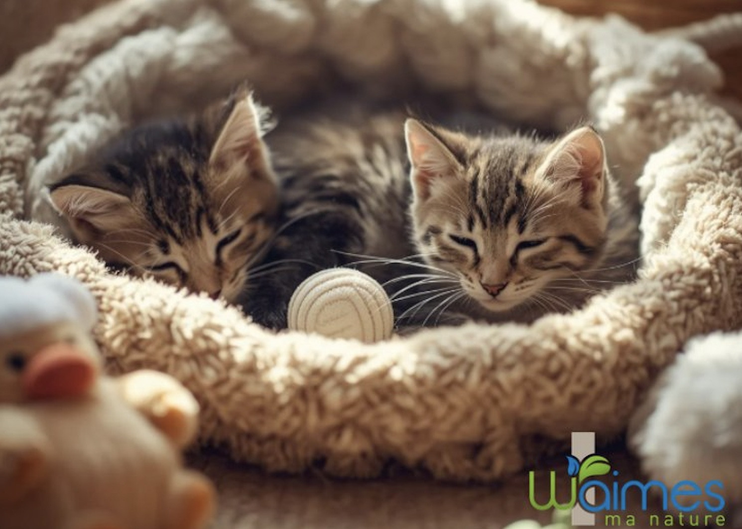 Ovifat : attention à vos chats…