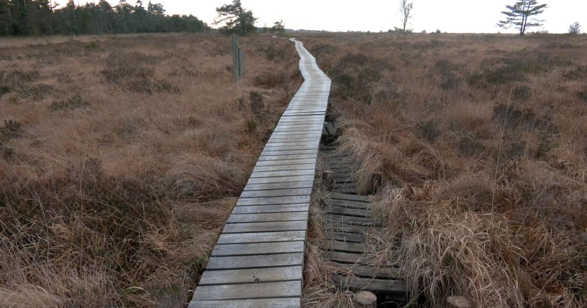 Vandalisme en Fagne de Malchamps : 20 mètres de caillebotis à réparer, mais les auteurs toujours en fuite