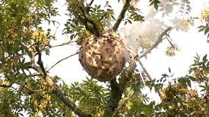 Verviers déploie 700 pièges pour lutter contre le frelon asiatique