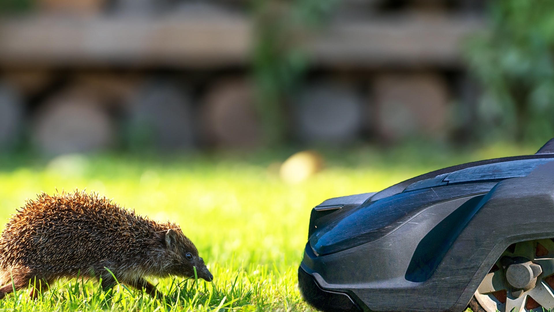 Robots-tondeuses : interdits entre 18h et 9h en Wallonie