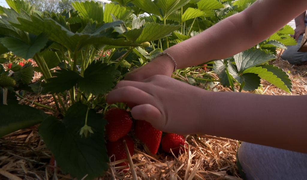 Les fraises sont de retour à Charneux