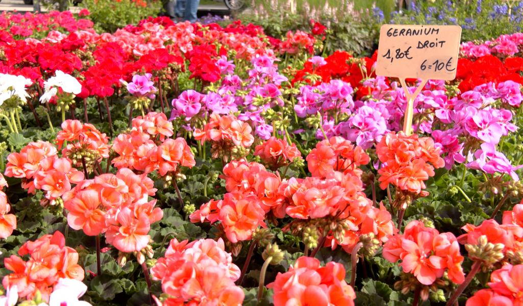 Du soleil, du monde et des couleurs pour le 38e marché aux fleurs et du jardin de Dolhain