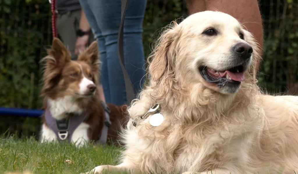 Stavelot: la passion positive des chiens