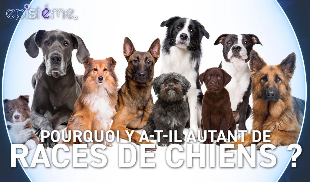 Epistème -  Pourquoi y a-t-il autant de Races de Chiens ?