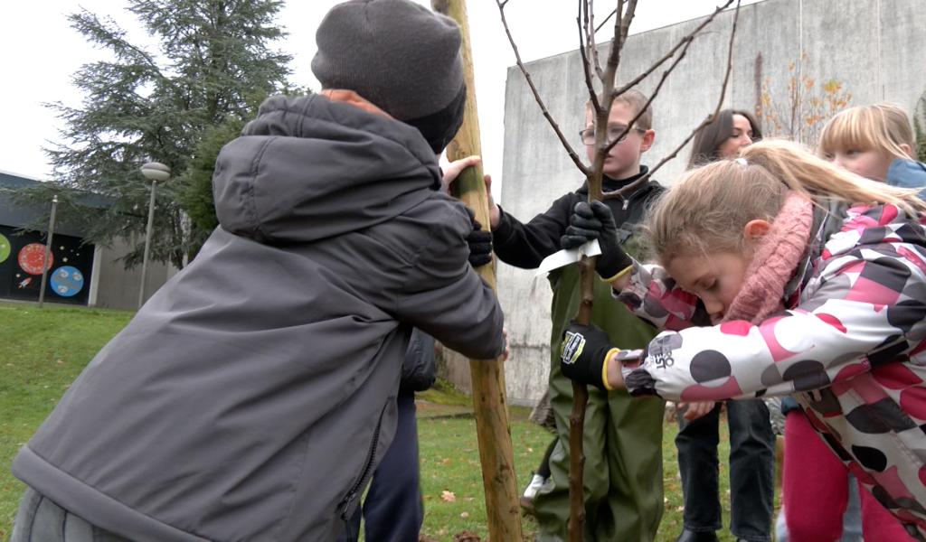 Les élèves de l'Athénée royal de Malmedy plantent un verger