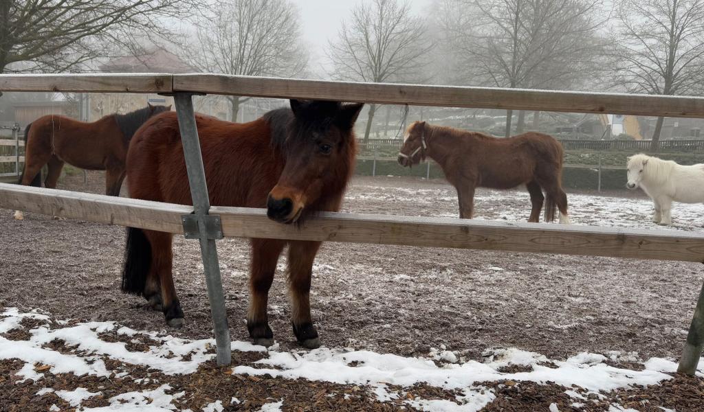 8 animaux saisis à Eupen