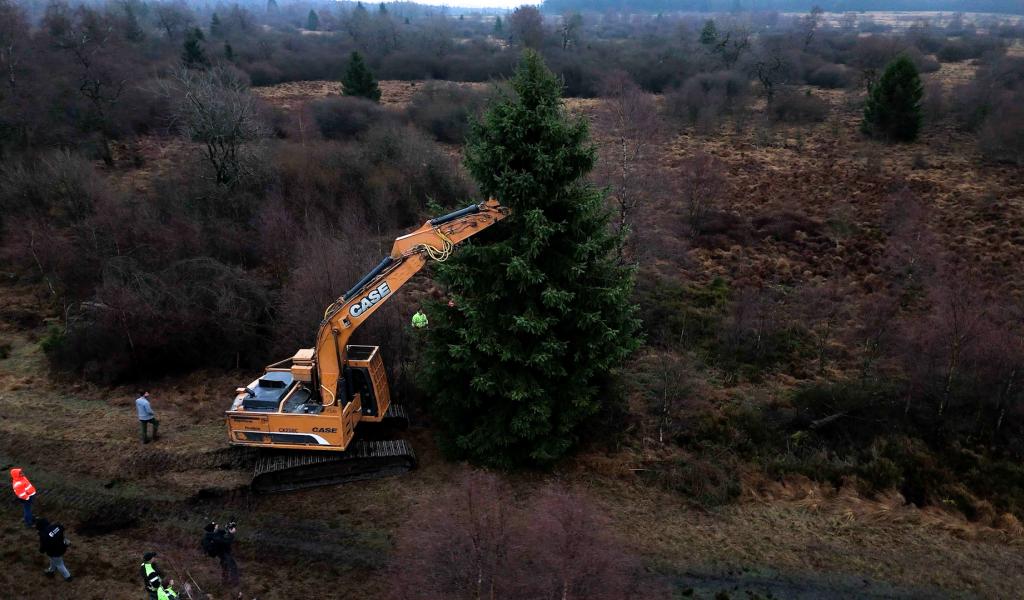 Le sapin du Palais royal coupé ce matin dans les fagnes