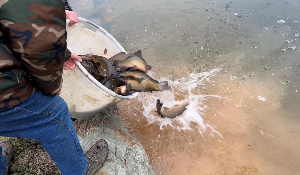 Stavelot: grand retour des poissons aux Etangs