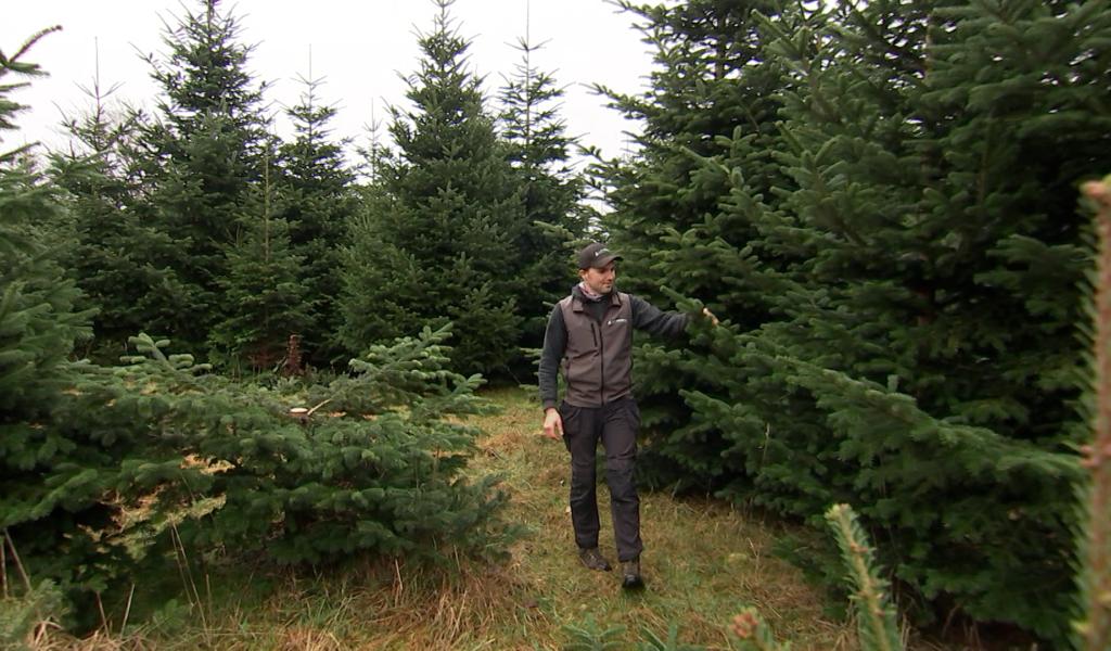 À Jalhay, une culture de sapins de Noël au rythme de la nature