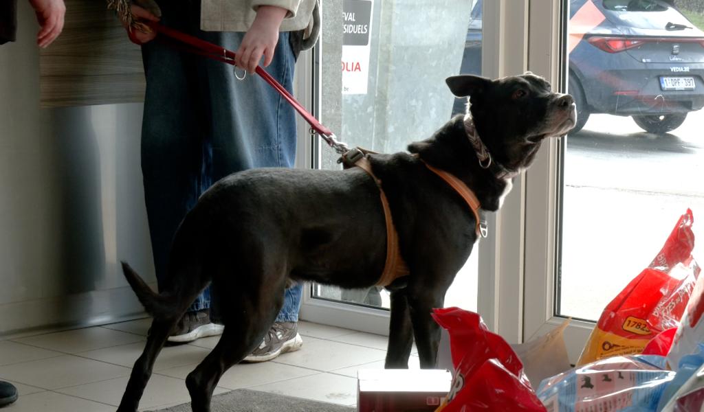 450 chats, 230 chiens et 120 NAC adoptés à la SVPA en 2025