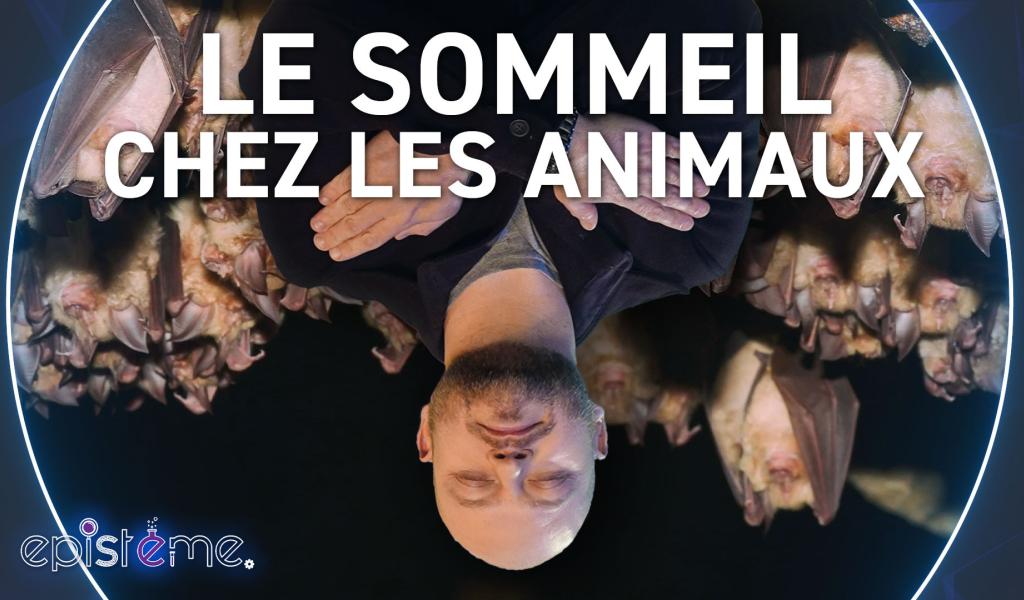 Epistème - Comment dorment les Animaux ?