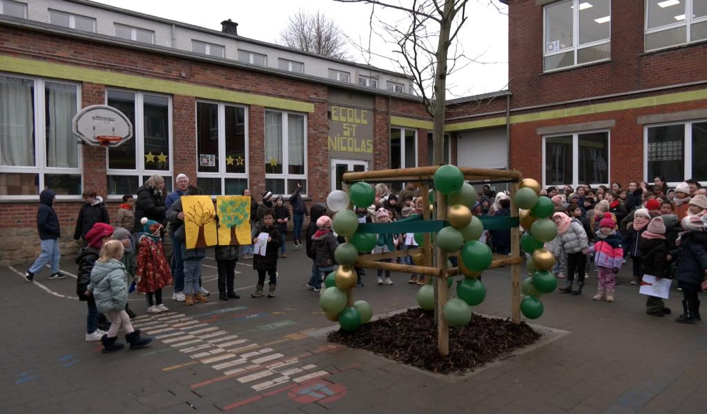 Un nouvel arbre à Stembert pour une cour plus verte