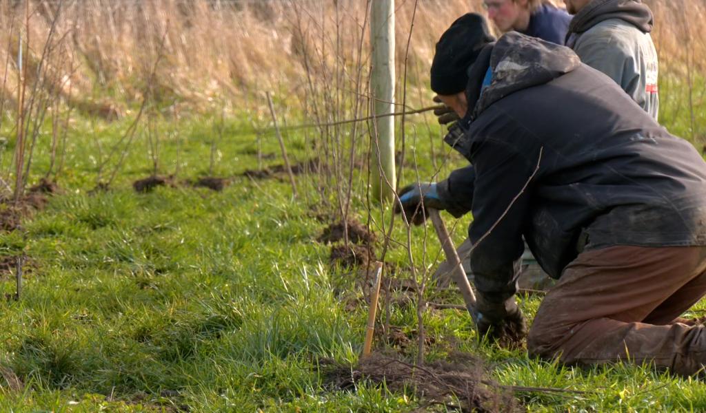 Aubel : 2,5 kilomètres de haies pour la biodiversité