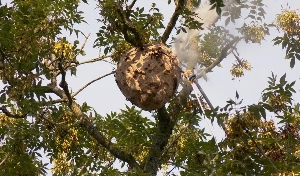 « Waspp », une appli pour lutter contre le frelon asiatique