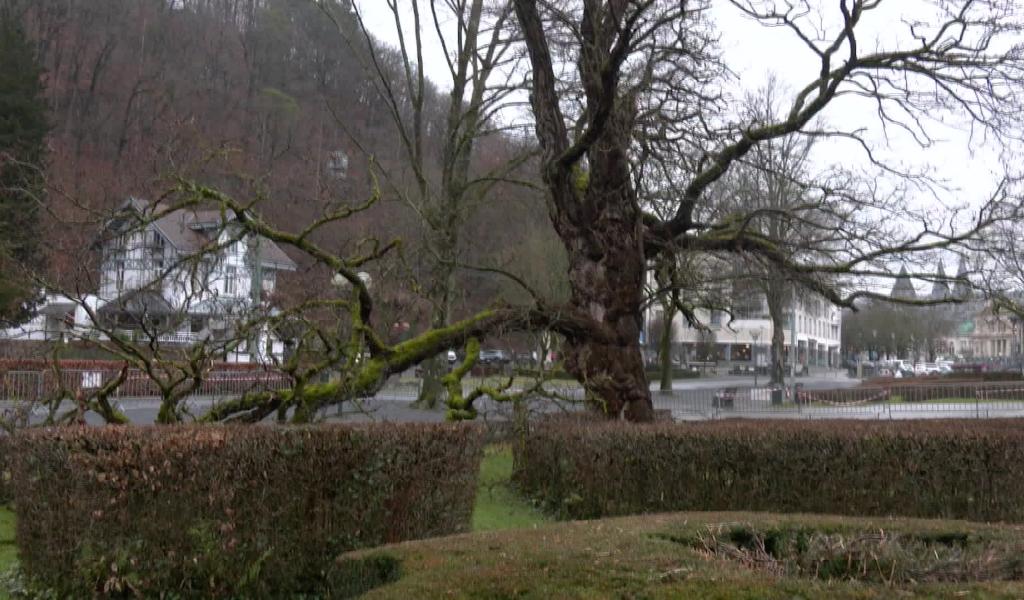 Spa : le dernier robinier du parc de Sept Heures bientôt abattu