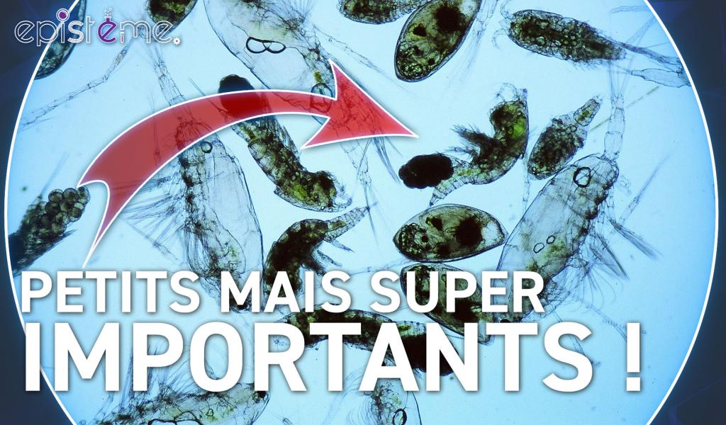 Epistème - Le Phytoplancton