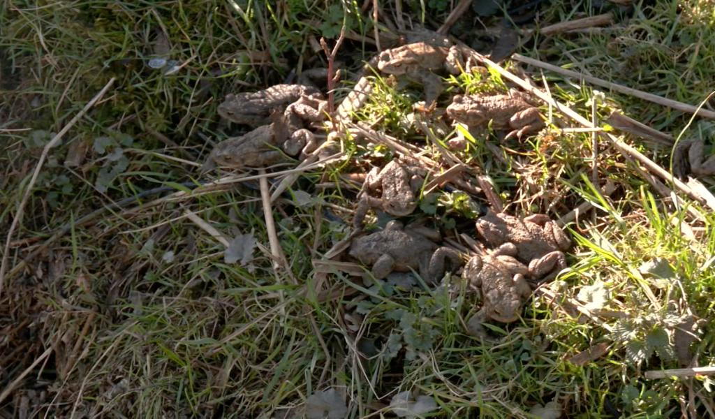 Opération SOS amphibiens