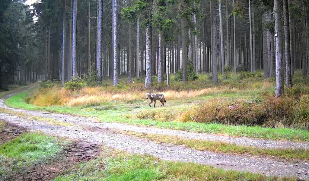 Loups sous surveillance