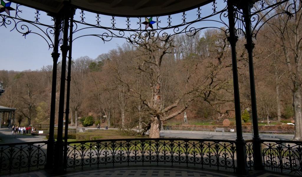 Spa : le sort du dernier robinier du Parc de 7 Heures bientôt scellé