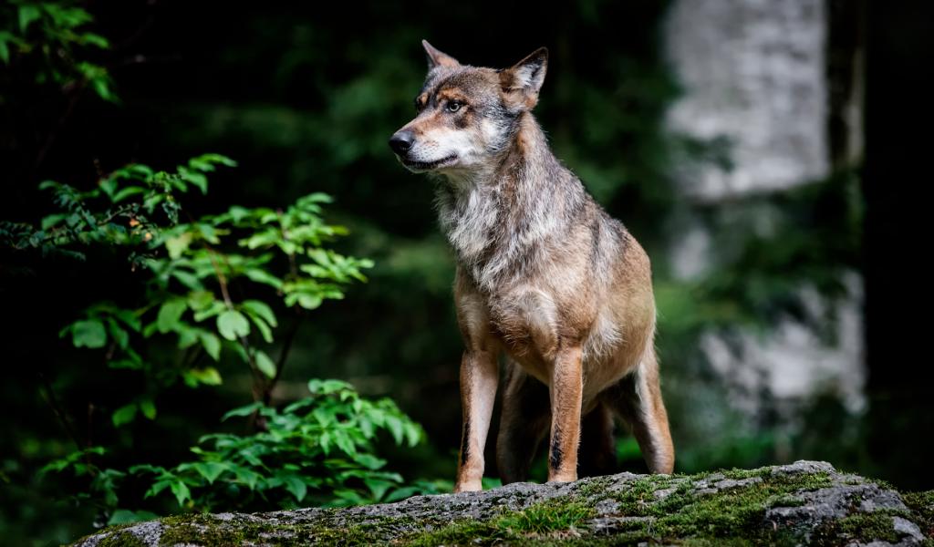 Pourquoi le loup est-il présent à Heusy et Stembert?
