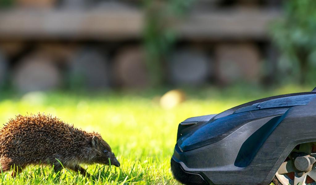 Robots-tondeuses : interdits entre 18h et 9h en Wallonie