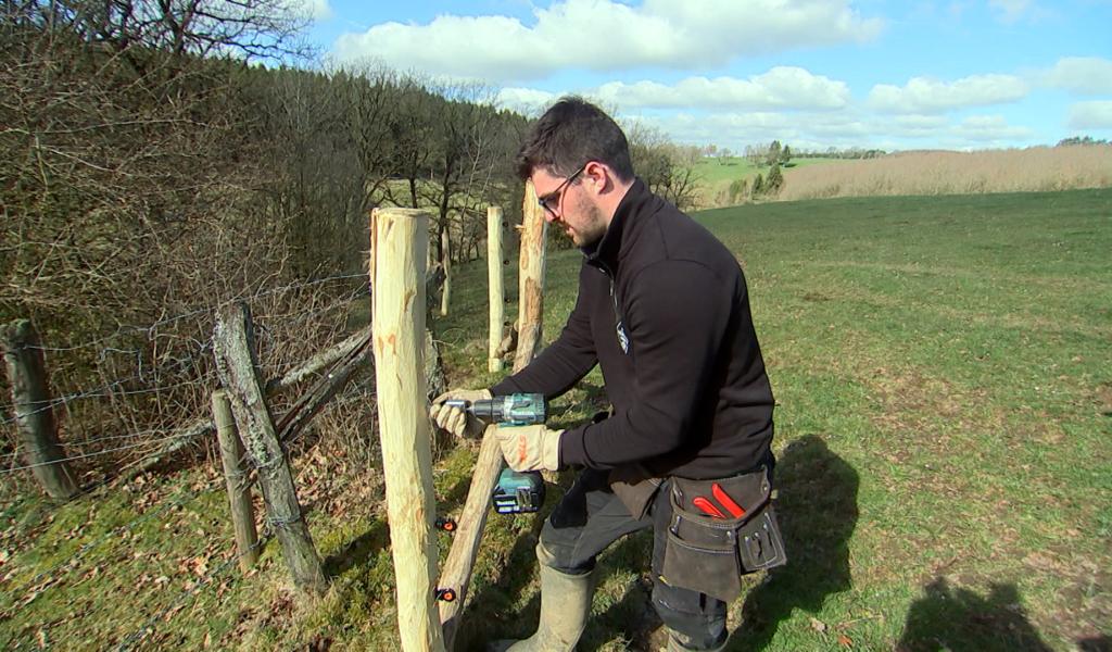 Bullange: des clôtures pour protéger les troupeaux du loup