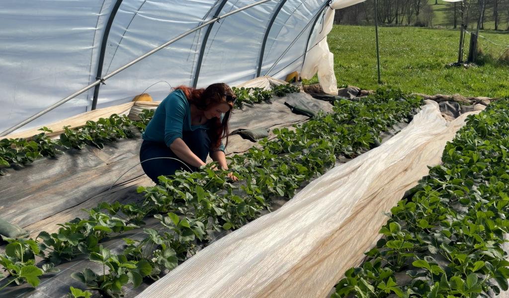 Stavelot: le printemps booste le maraîchage