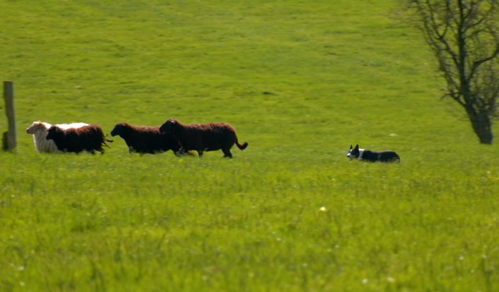 Sourbrodt: les Border Collie au travail!