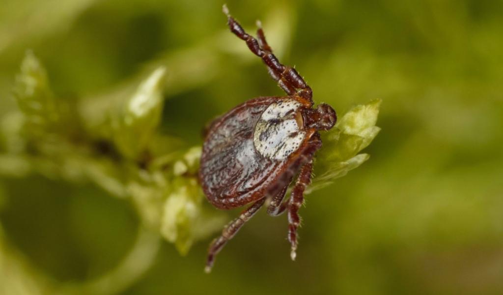 Les tiques s'installent de plus en plus dans  l'arrondissement verviétois