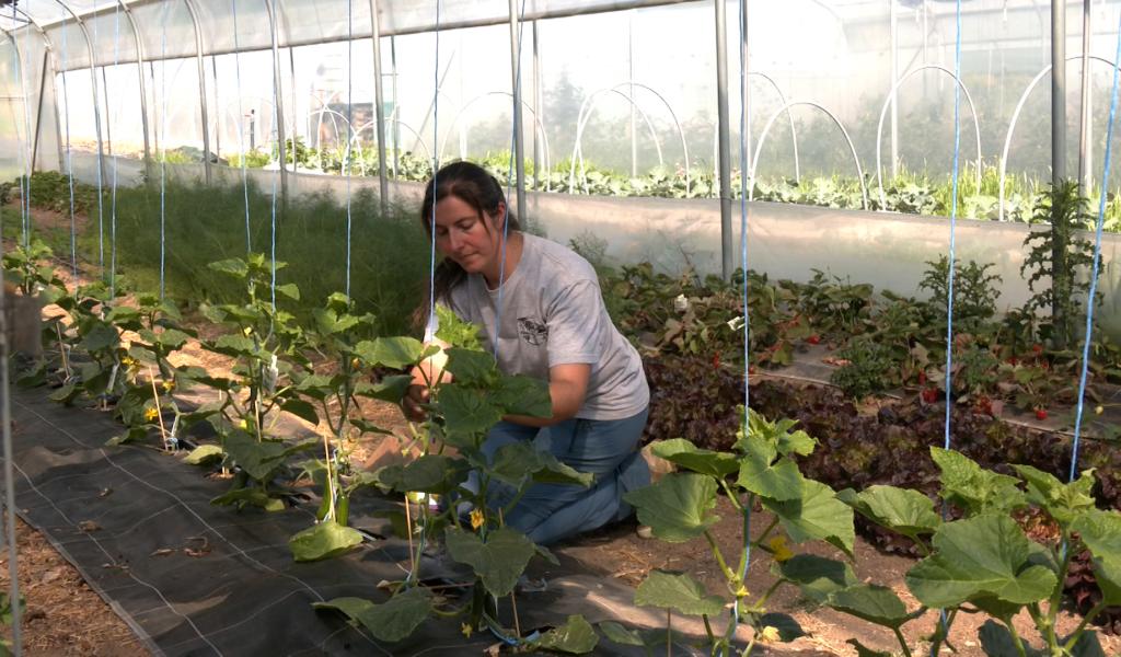 Les Petits Paniers de Flo, la passion du maraîchage