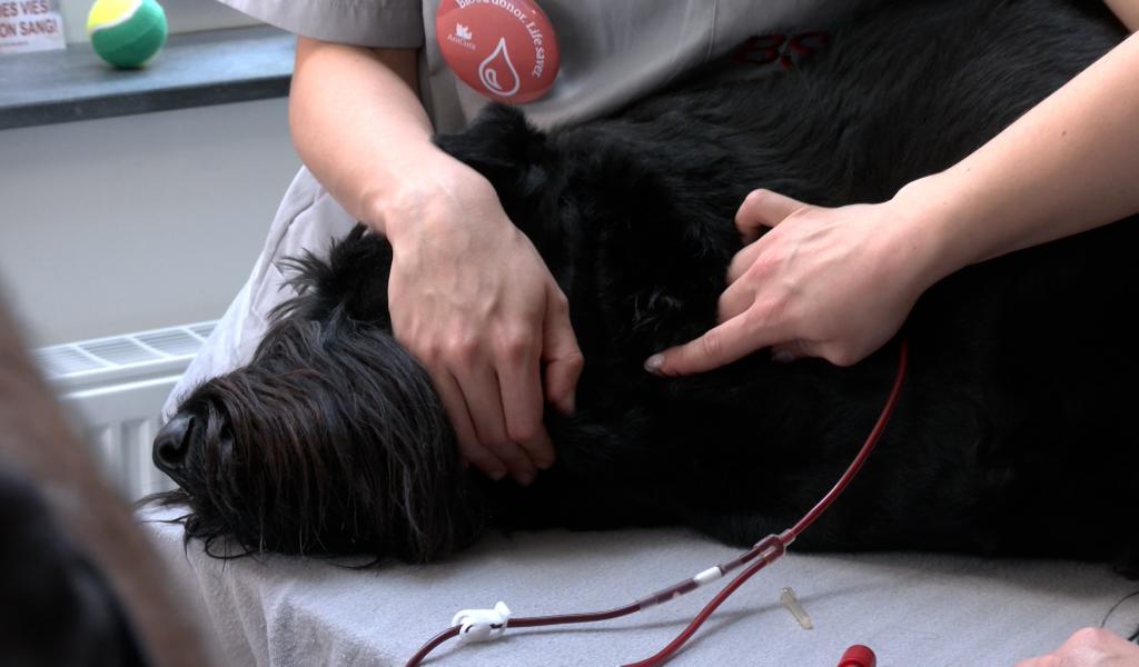 Don de sang animal : une mobilisation essentielle pour sauver chiens et chats