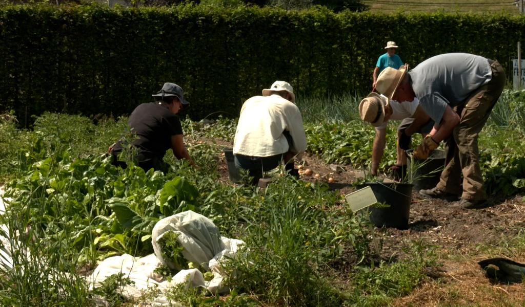 Lierneux : un potager cultivé par 46 familles