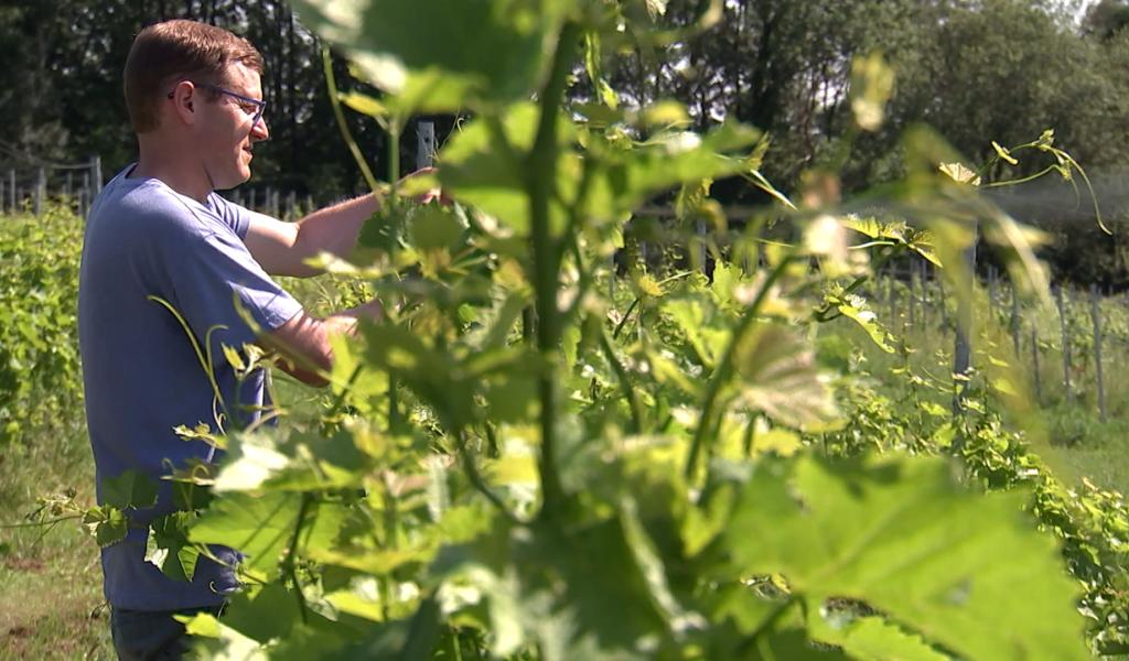 Hombourg: la viticulture en plein essor