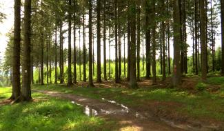 Le Ministre de la Chasse prône des plans de tir plus ambitieux! A suivre...