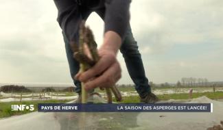 Pays de Herve: les asperges wallonnes sont là!