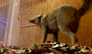 Une expo sur le loup à la Maison du Parc de Botrange, pour le comprendre et ne plus le craindre