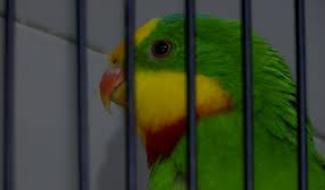 16 000 € d’amende pour un tendeur invétéré