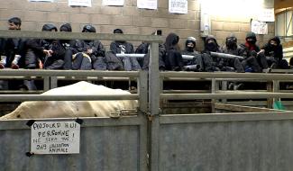 Des militants pour la protection des animaux s'enchaînent et bloquent l’abattoir de St-Vith