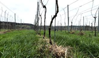 Des vignes-mères de Johanniter sur un terrain du Pays de Herve