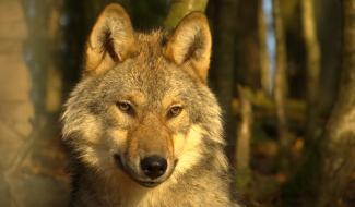 Un loup retrouvé mort en bordure de route à Eupen
