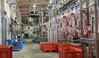 Vaste opération policière dans le secteur de l'abattage d'animaux à Saint-Vith et Liège