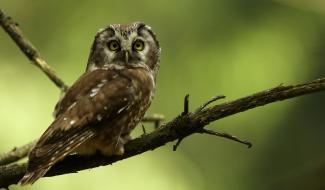 Regard de Luc Gillet sur les oiseaux nocturnes