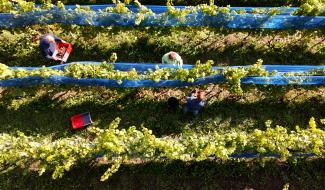 Dison : des vendanges prometteuses chez Vinadis